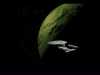 Enterprise opout orbitu